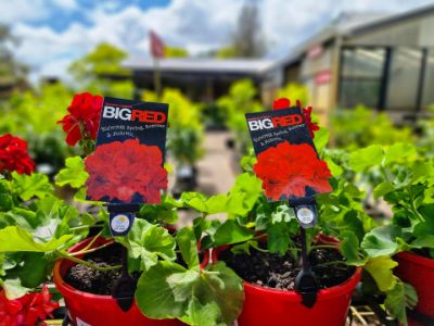 Picture of Pelargonium zonale Big Red