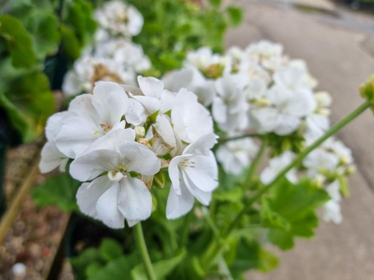 Picture of Pelargonium hybrida White