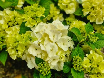 Picture of Hydrangea macrophylla Tea Time Vanilla Sky