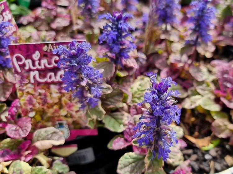 Picture of Ajuga tenorii Princess Nadia