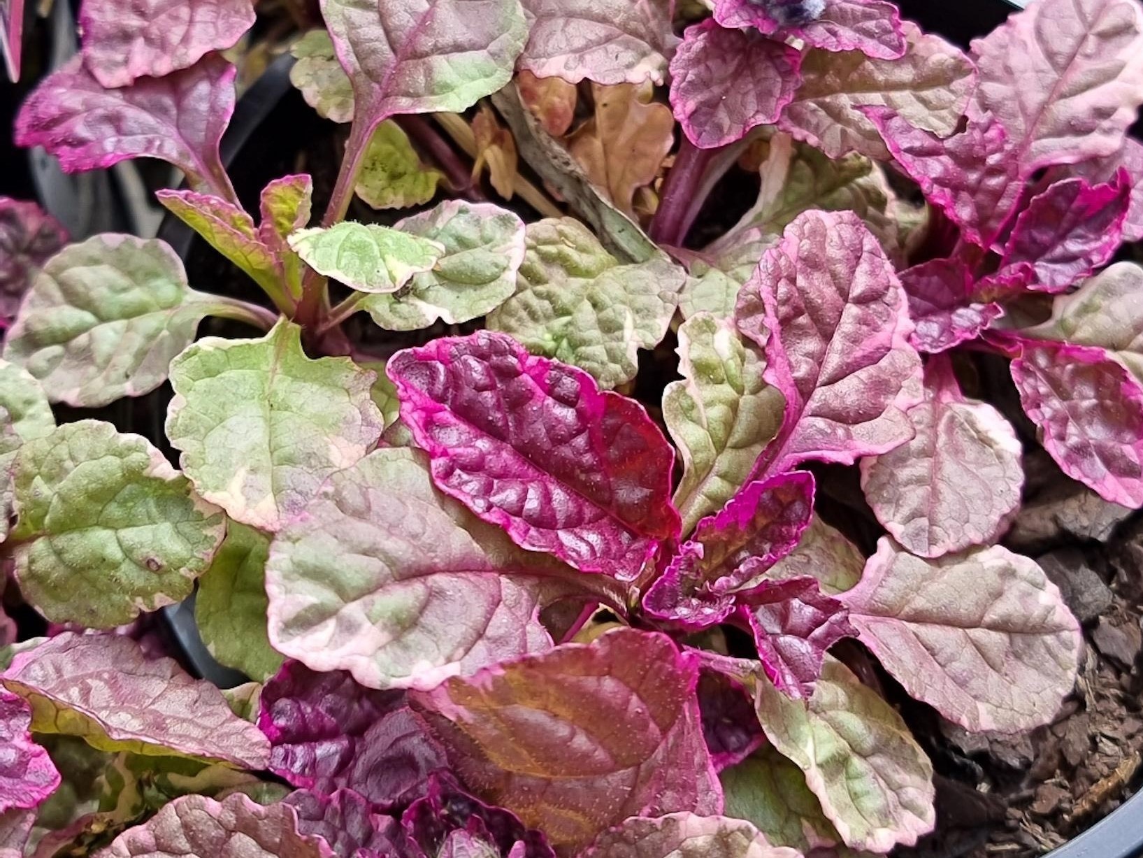 Ajuga tenorii Princess Nadia | Wholesale Nursery - Nurseries in ...
