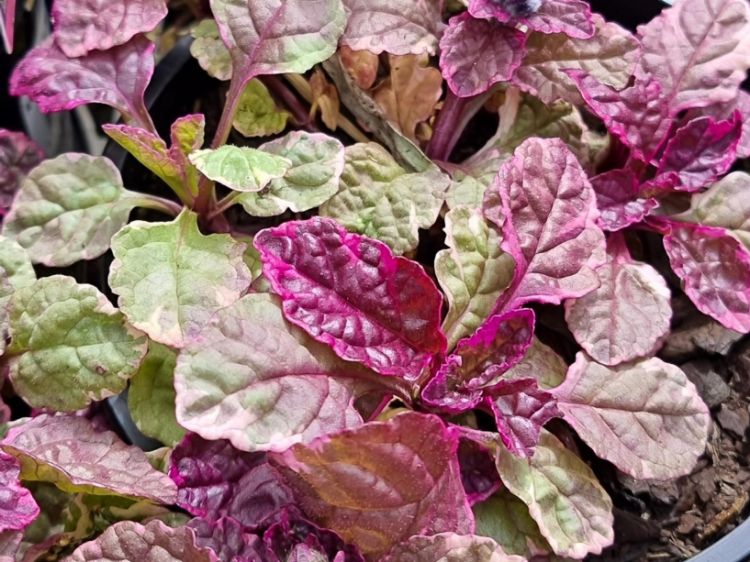 Picture of Ajuga tenorii Princess Nadia