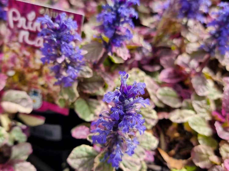 Picture of Ajuga tenorii Princess Nadia