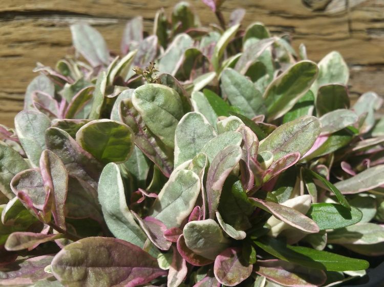 Picture of Ajuga tenorii Princess Nadia