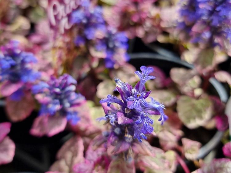 Picture of Ajuga tenorii Princess Nadia