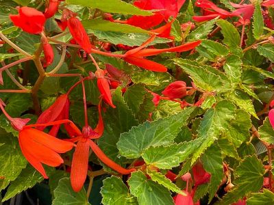 Picture of Begonia boliviensis Bossa Nova