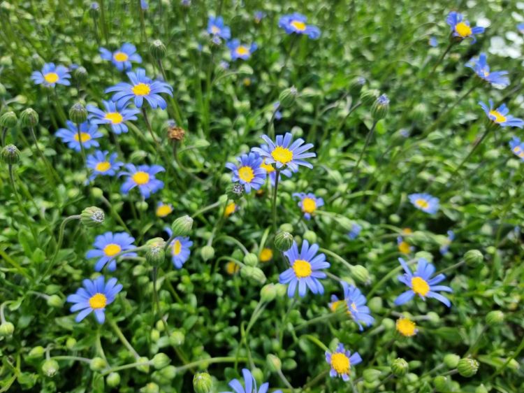 Picture of Felicia amelloides