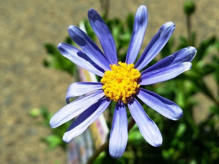 Picture of Felicia amelloides