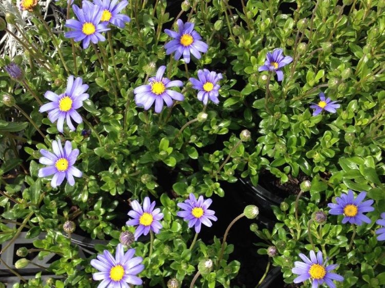 Picture of Felicia amelloides