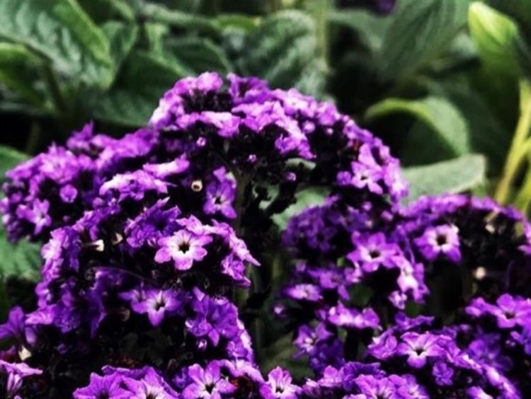 Picture of Heliotropium arborescens Scentropia Dark Blue