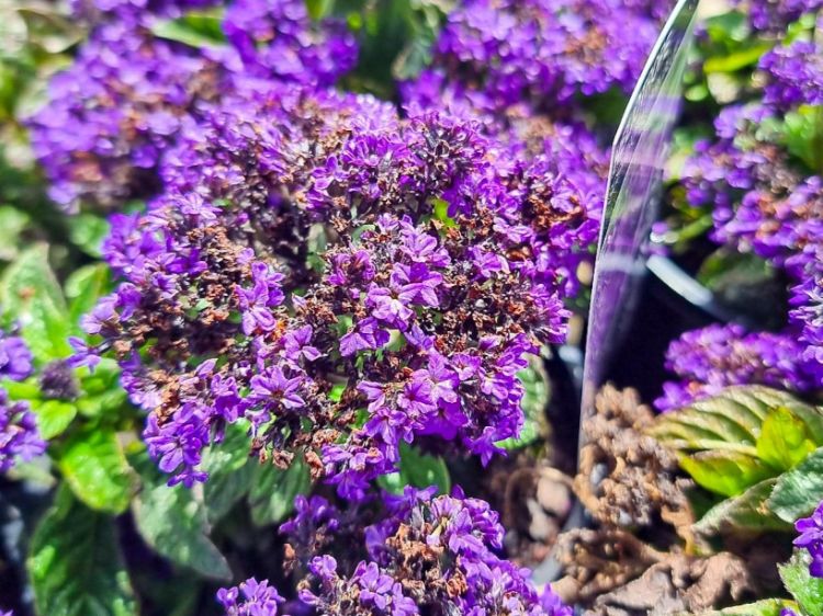 Picture of Heliotropium arborescens Scentropia Dark Blue