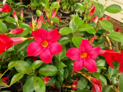 Picture of Mandevilla hybrida Aloha Dark Red