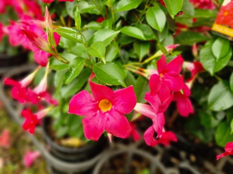 Picture of Mandevilla hybrida Aloha Dark Red