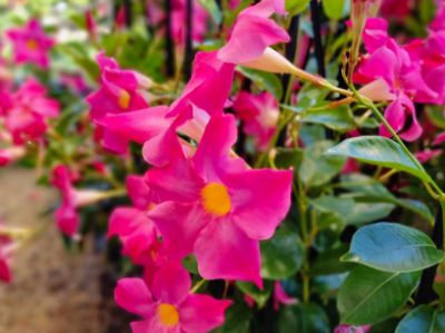 Mandevilla hybrida Aloha Hot Pink. Common name - Syn Dipladenia, Mandevilla