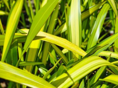 Picture of Phormium tenax Yellow Wave