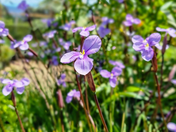 Picture of Patersonia occidentalis