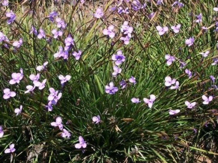 Picture of Patersonia occidentalis