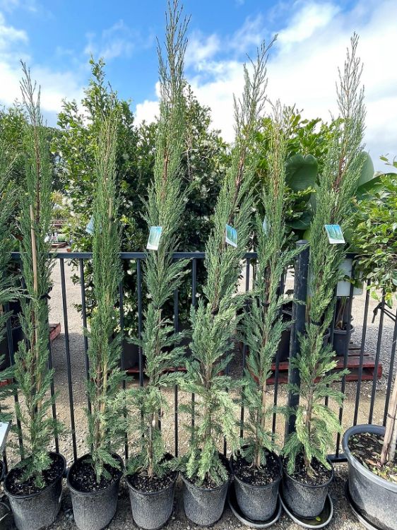 Picture of Cupressus sempervirens Nitschkes Needle