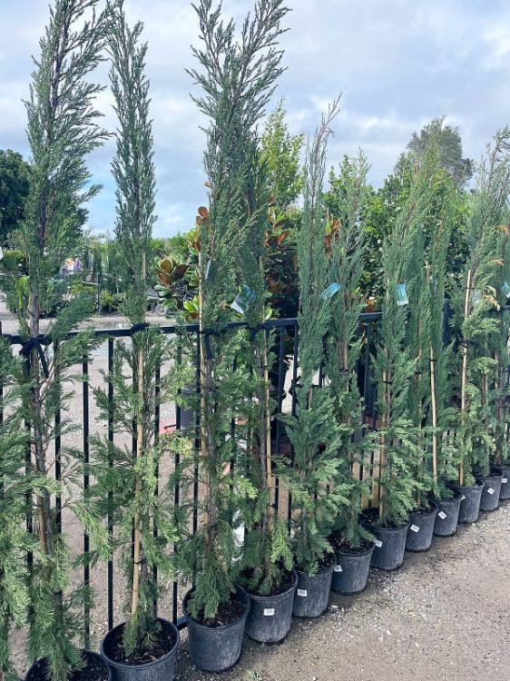 Picture of Cupressus sempervirens Nitschkes Needle