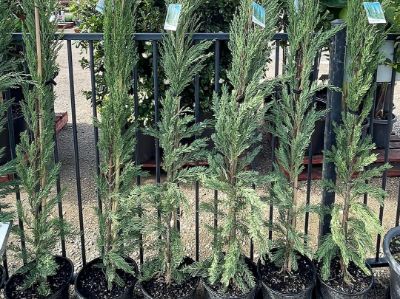 Picture of Cupressus sempervirens Nitschkes Needle