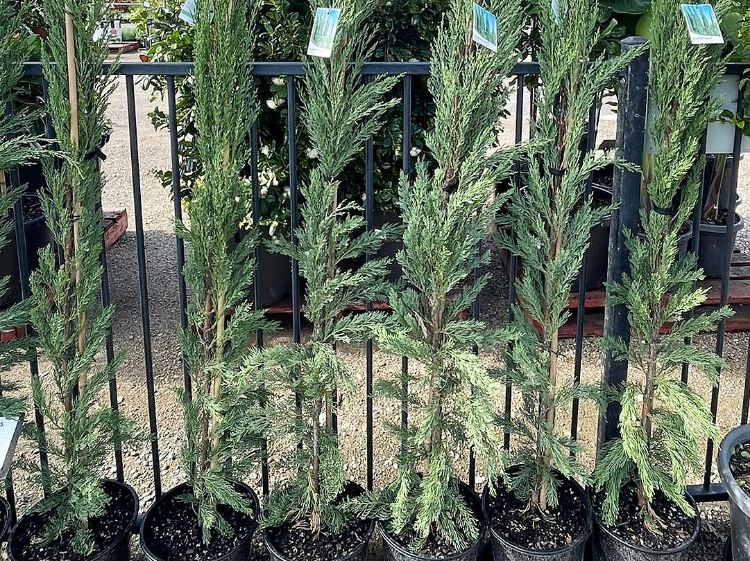Picture of Cupressus sempervirens Nitschkes Needle