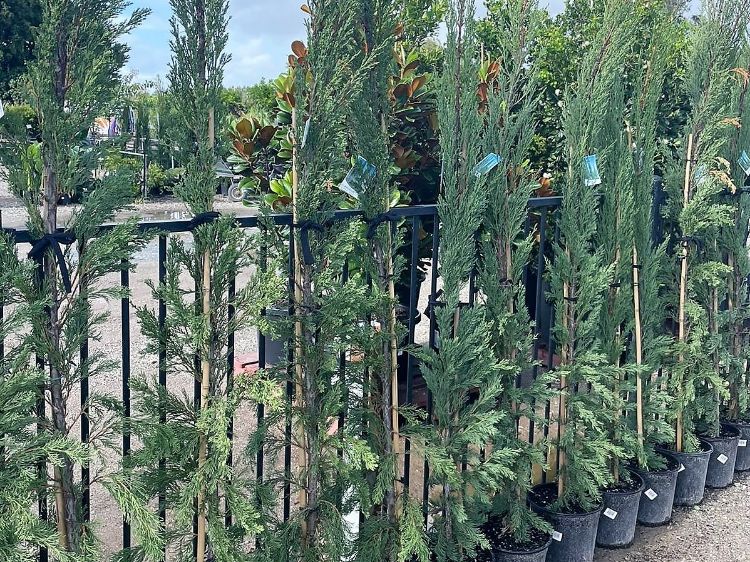 Picture of Cupressus sempervirens Nitschkes Needle