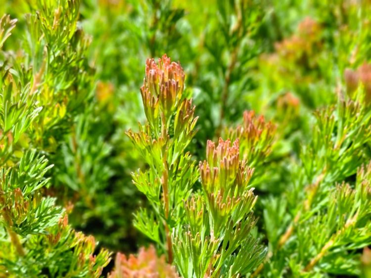 Picture of Adenanthos cunninghamii Lighthouse