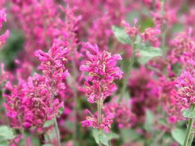 Picture of Agastache hybrida Morello