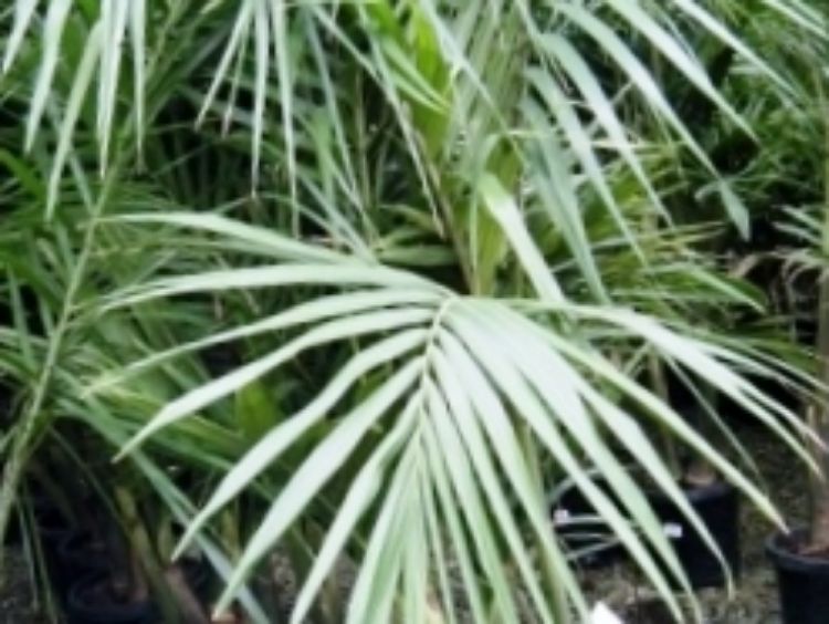 Picture of Archontophoenix cunninghamiana