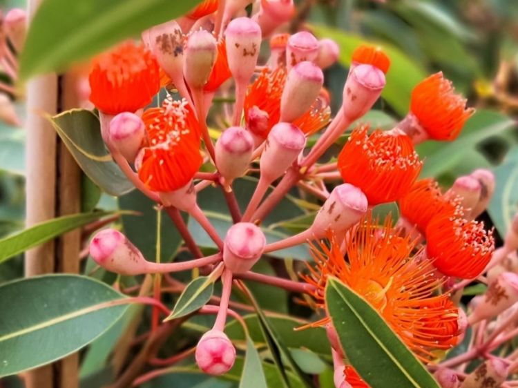 Picture of Corymbia ficifolia Wild Sunset