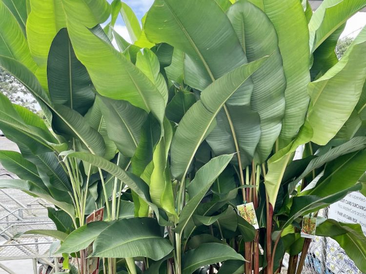 Picture of Heliconia bihai Cinnamon Orange