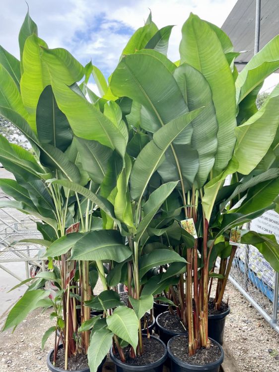 Picture of Heliconia bihai Cinnamon Orange