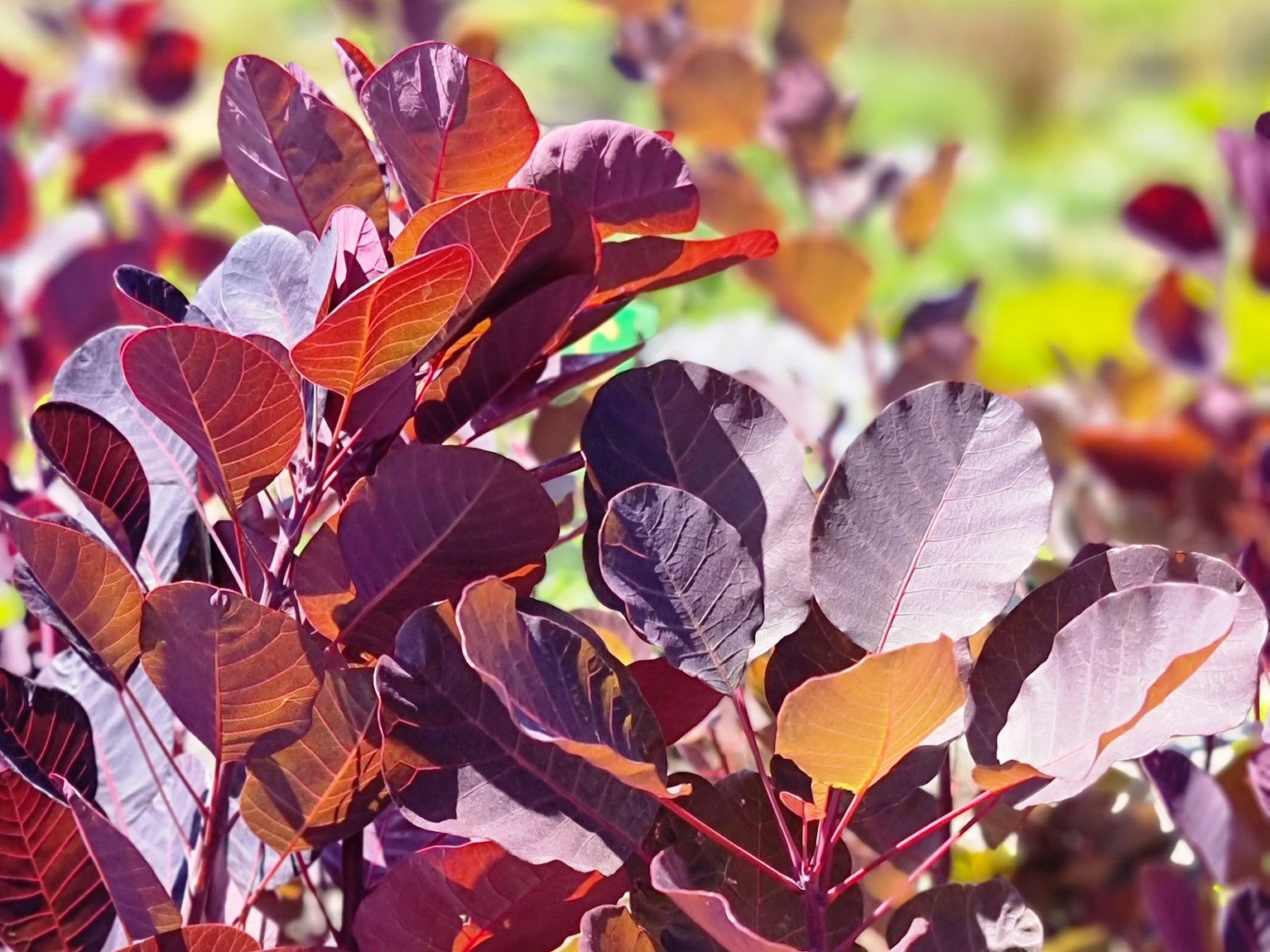 Cotinus coggygria Purpurea | Wholesale Nursery - Nurseries in Melbourne ...