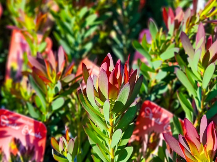 Picture of Leucadendron salignum Devils Blush