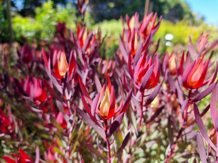 Picture of Leucadendron salignum Strawberries And Cream