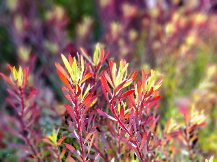 Picture of Leucadendron salignum Strawberries And Cream
