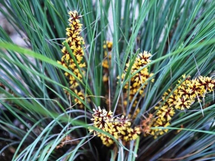 Picture of Lomandra confertifolia rubiginosa Frosty Tops PBR