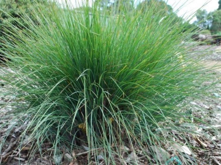 Picture of Lomandra confertifolia rubiginosa Frosty Tops PBR