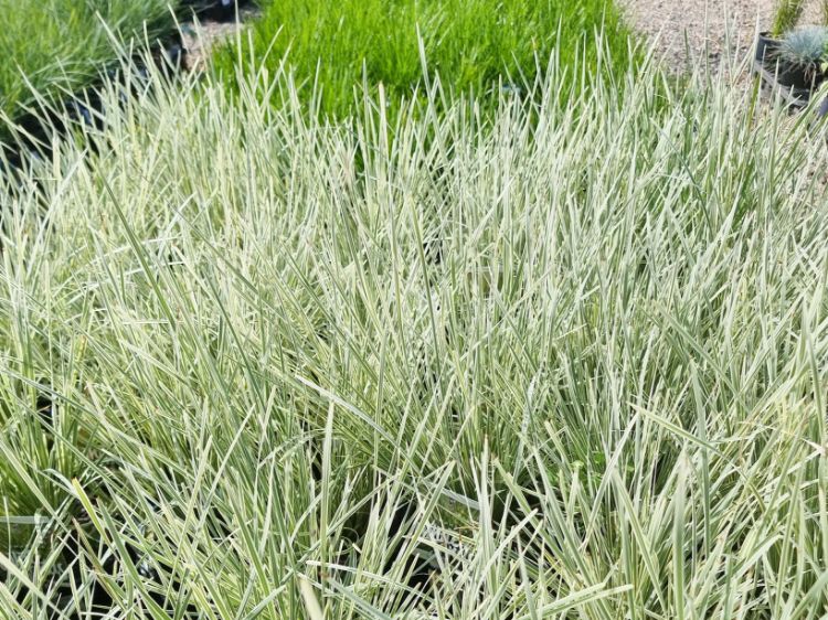Picture of Lomandra longifolia White Sands