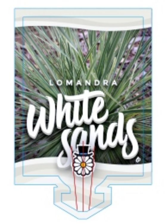 Picture of Lomandra longifolia White Sands
