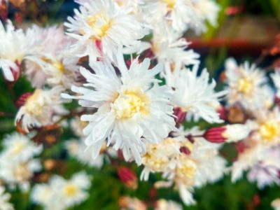 Picture of Lychnis flos cuculi Petite Henri