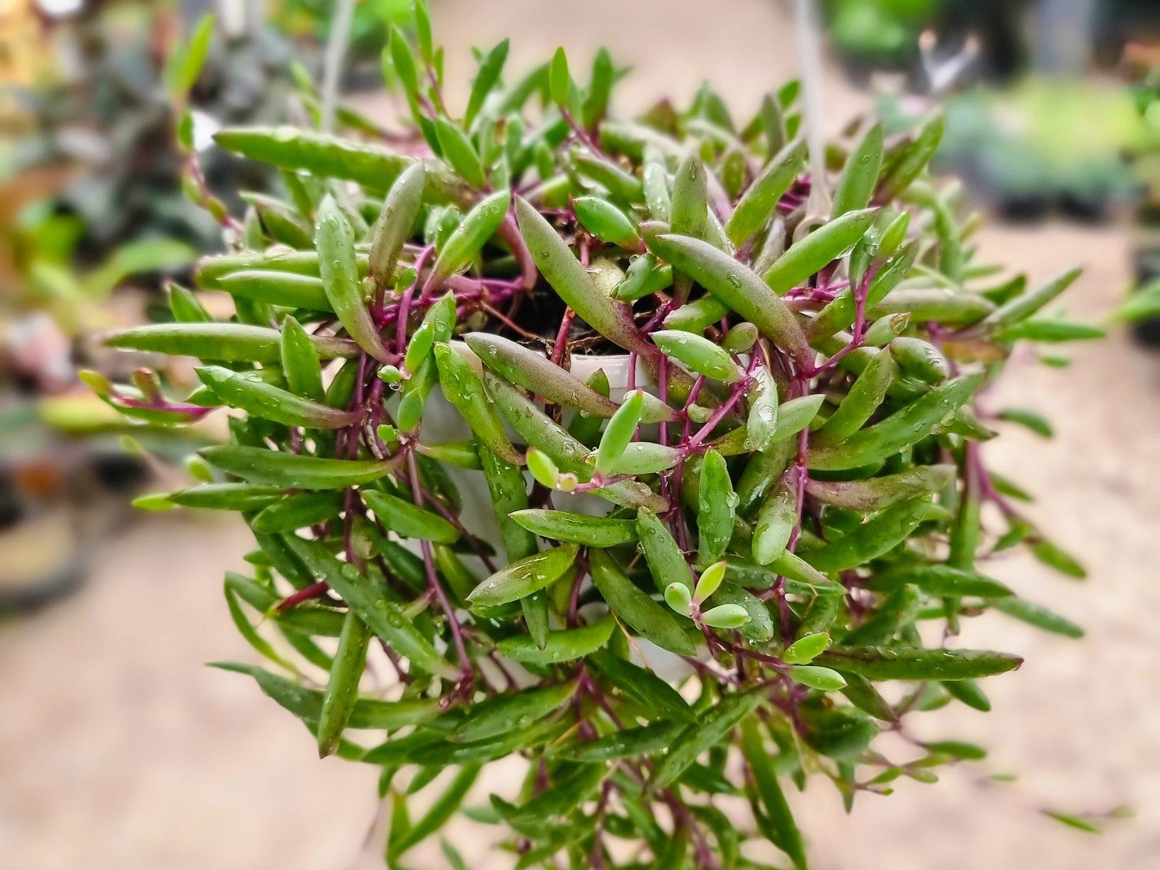 thumbnail image 2 of Othonna Capensis 'Little Pickles' Succulent – Fully Rooted In 4-Inch Pot, DesertViewCactus 2 of 3