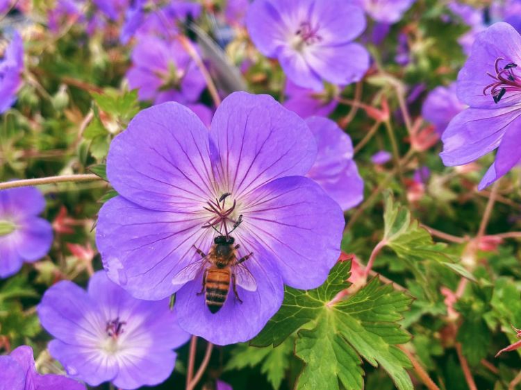 Picture of Geranium hybrida Rozanne