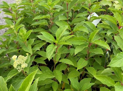 Picture of Hydrangea paniculata Greenspire