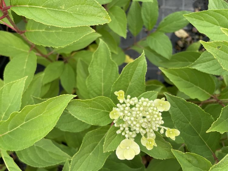 Picture of Hydrangea paniculata Greenspire