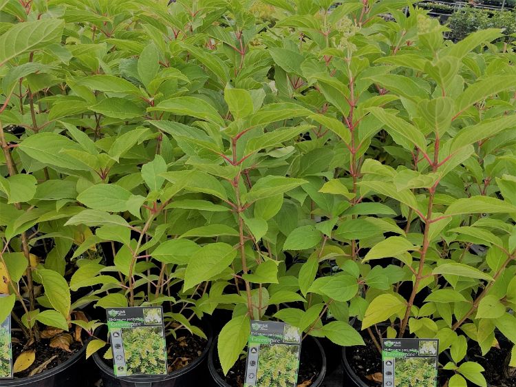 Picture of Hydrangea paniculata Greenspire
