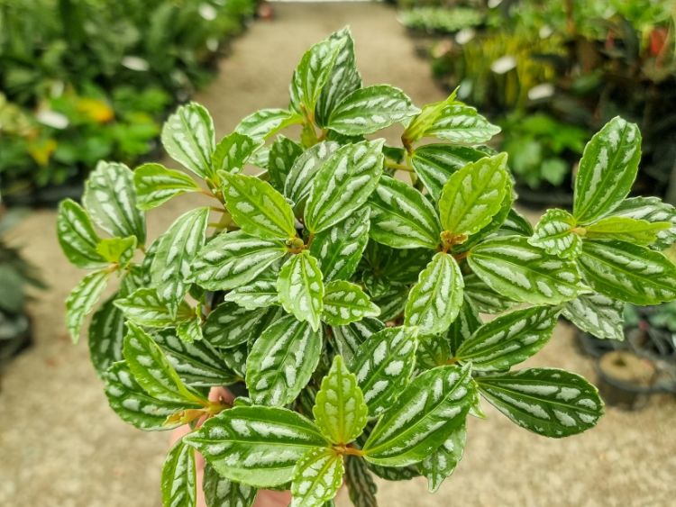 Picture of Pilea cadierei