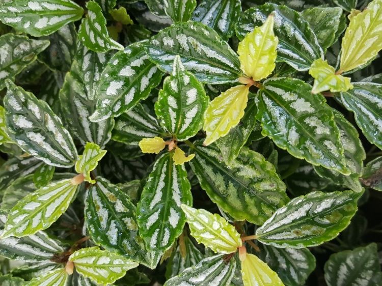 Picture of Pilea cadierei