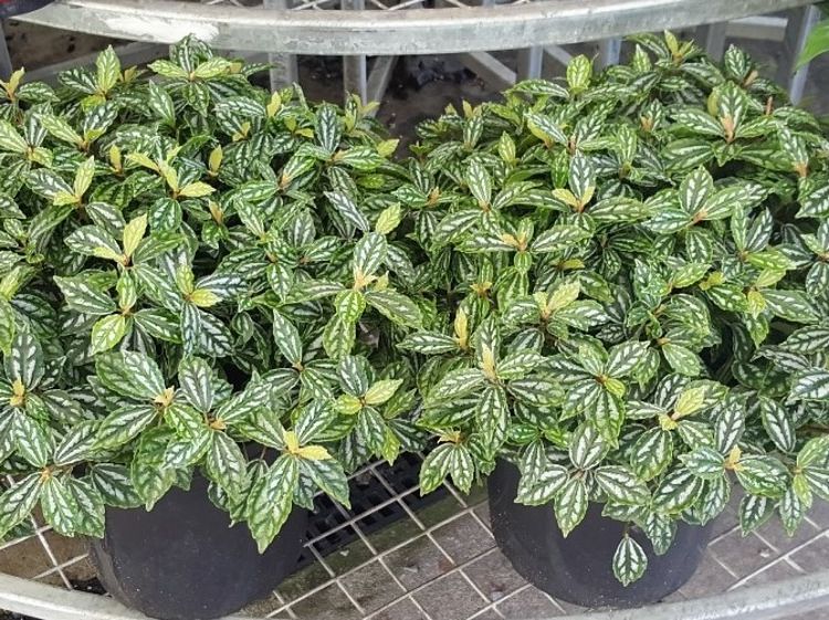 Picture of Pilea cadierei