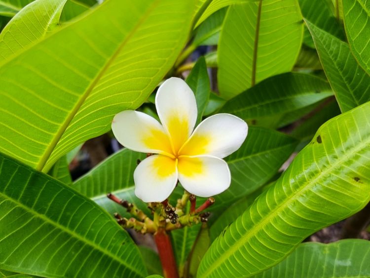 Picture of Plumeria acutifolia